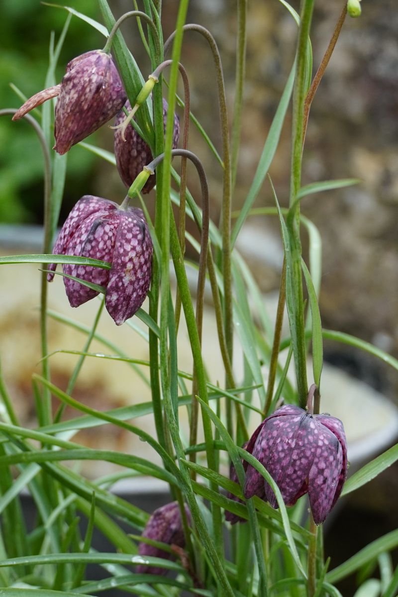 Photography by Chris Allington